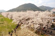 동남문화관광 연구소 심상도 박사의 2019 "물금벚꽃축제" 이모저모 보기