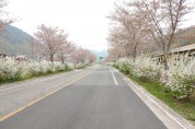 원동면 도로 접근성 문제, 벚꽃과 조팝나무꽃길 드라이브(심상도 박사)
