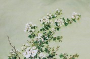설파,안창수 화백의 찔레꽃 - 가로46cm x 세로69cm 화선지에 수묵채색