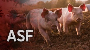 야생멧돼지 아프리카돼지열병(ASF) 발생동향(7월 8일~14일)/농림축산식품부