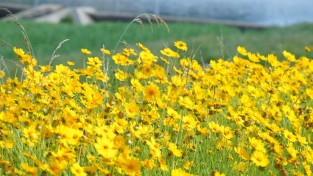 포토뉴스 ㅣ 양산 천에는 지금, 금계국 꽃이 만개 했습니다. 이곳은 금계국 꽃 군락지 입니다.