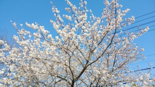 양산의 아름다운 벚꽃과 진달래꽃/심상도/동남문화관광연구소장