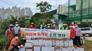 평산동지역사회보장협의체,사랑의감자수확-YNEWS