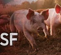 야생멧돼지 아프리카돼지열병(ASF) 발생동향(7월 8일~14일)/농림축산식품부