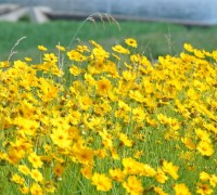포토뉴스 ㅣ 양산 천에는 지금, 금계국 꽃이 만개 했습니다. 이곳은 금계국 꽃 군락지 입니다.